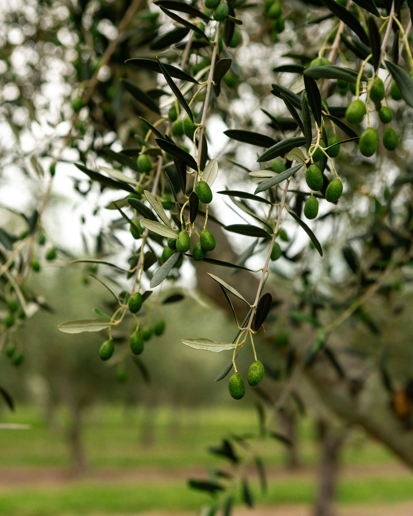 Green olives on an olive tree branch with a blurred background