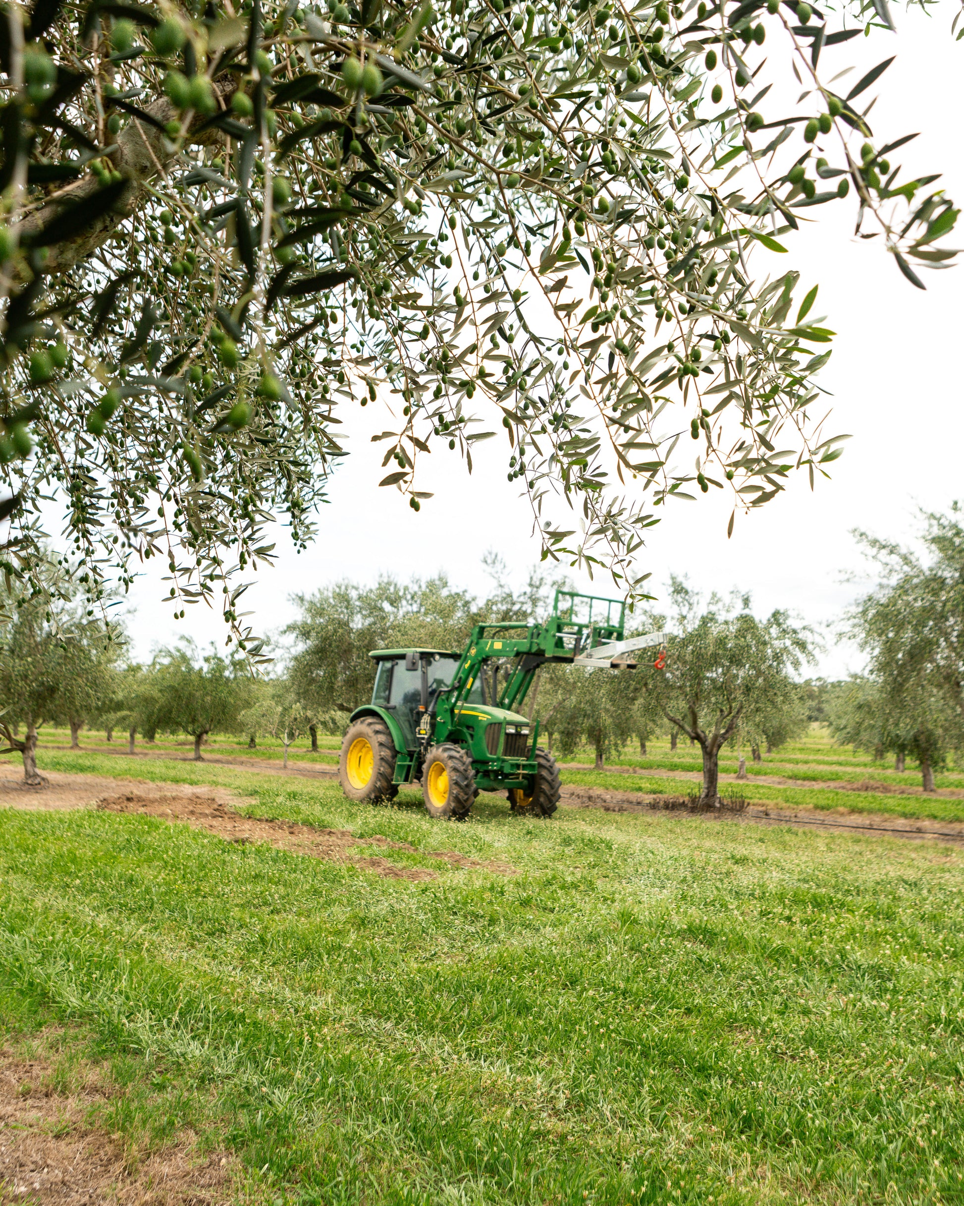 Tractor harvesting olives in an olive grove