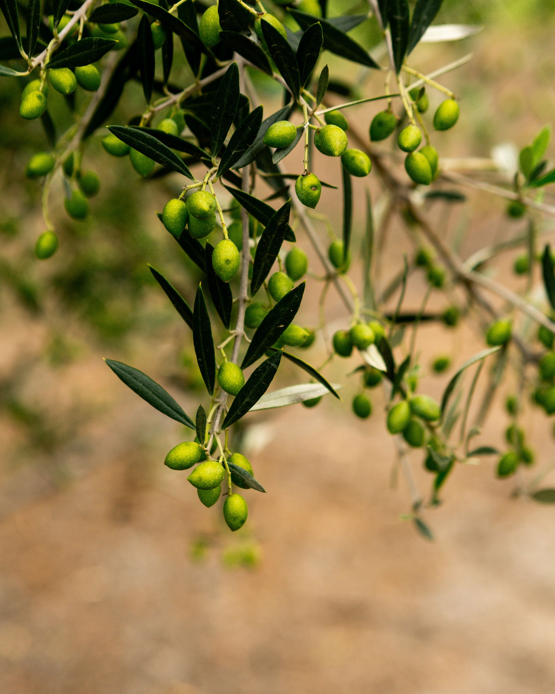 Green olives on an olive tree branch with a blurred natural background
