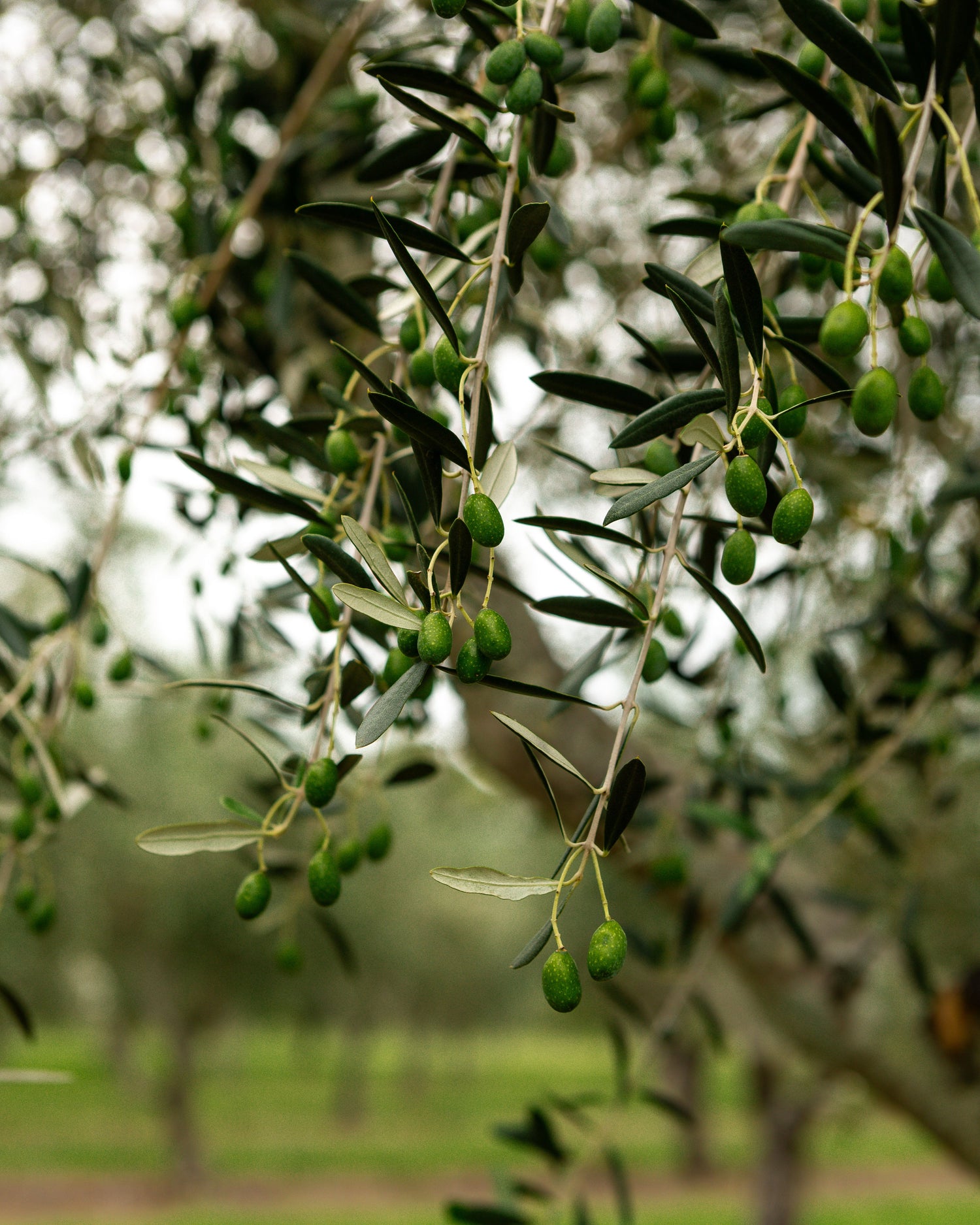 Green olives on an olive tree branch with a blurred background of trees and grass.