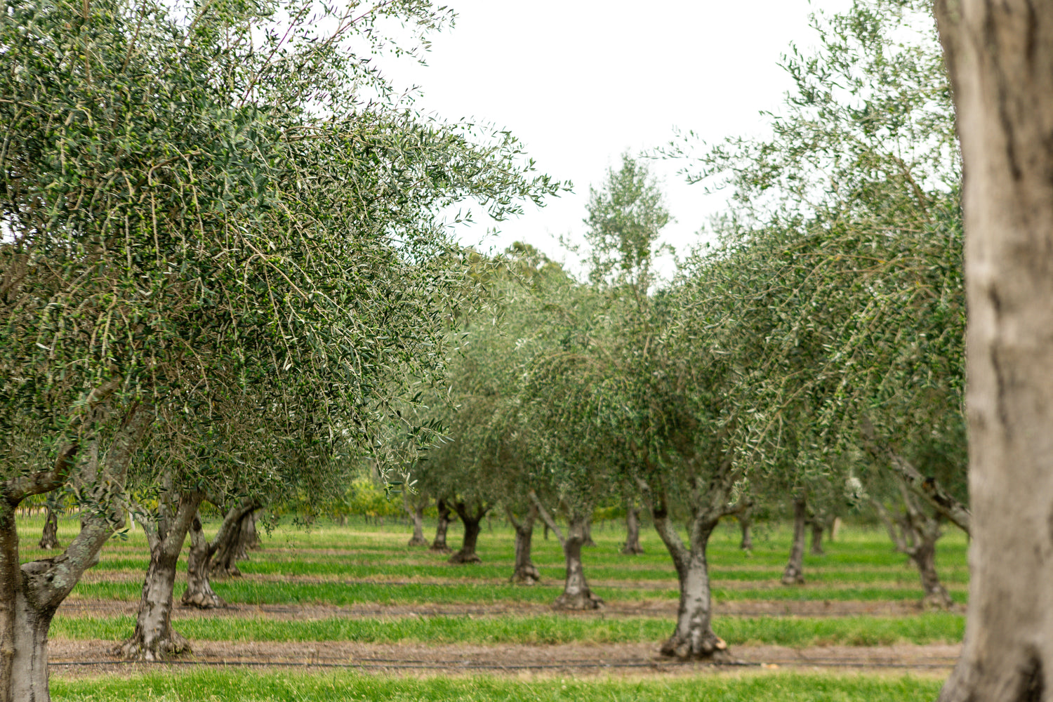 Olive trees in a rows in an olive grove