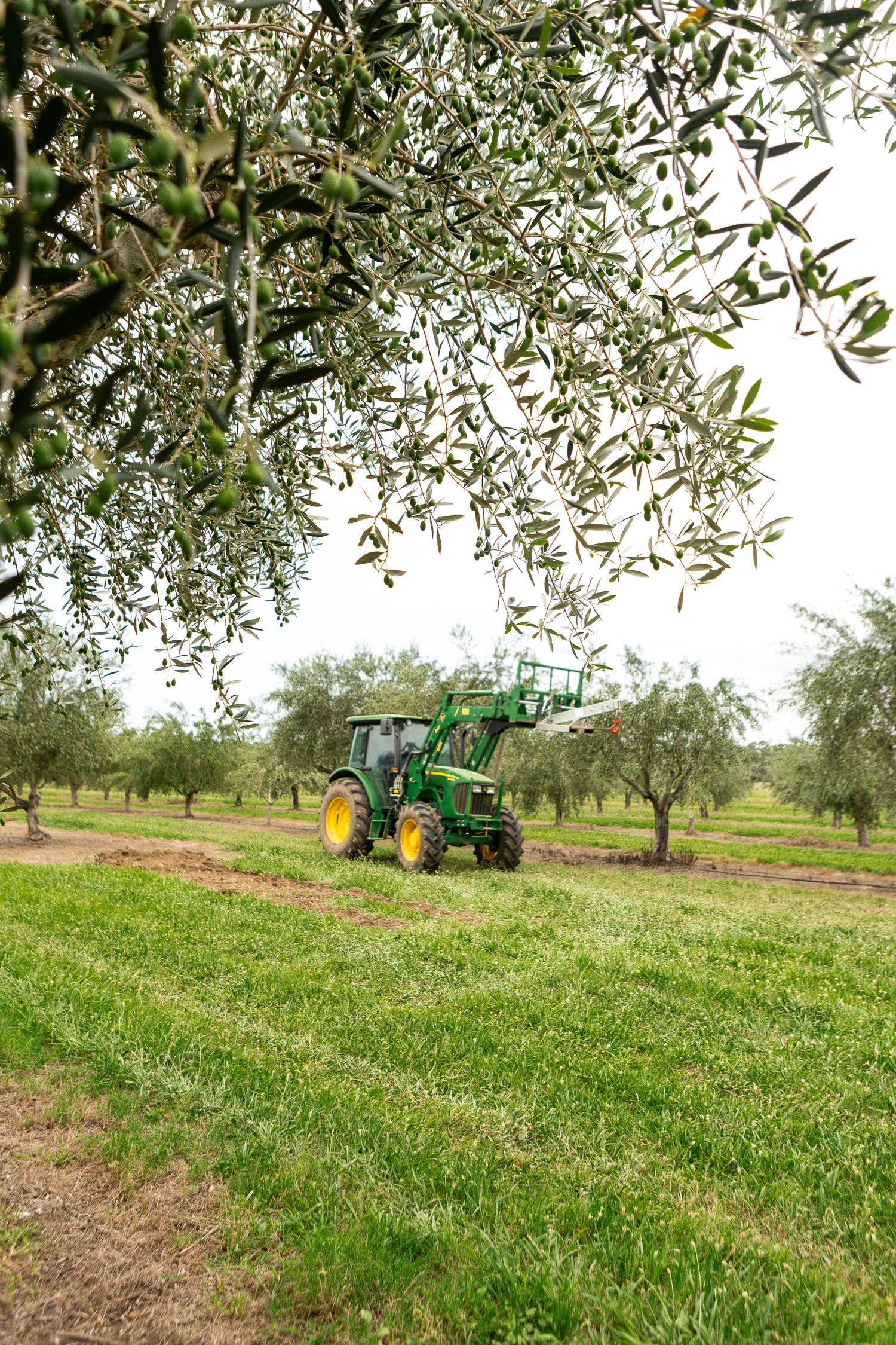 Tractor in an olive grove with olive trees and green grass.