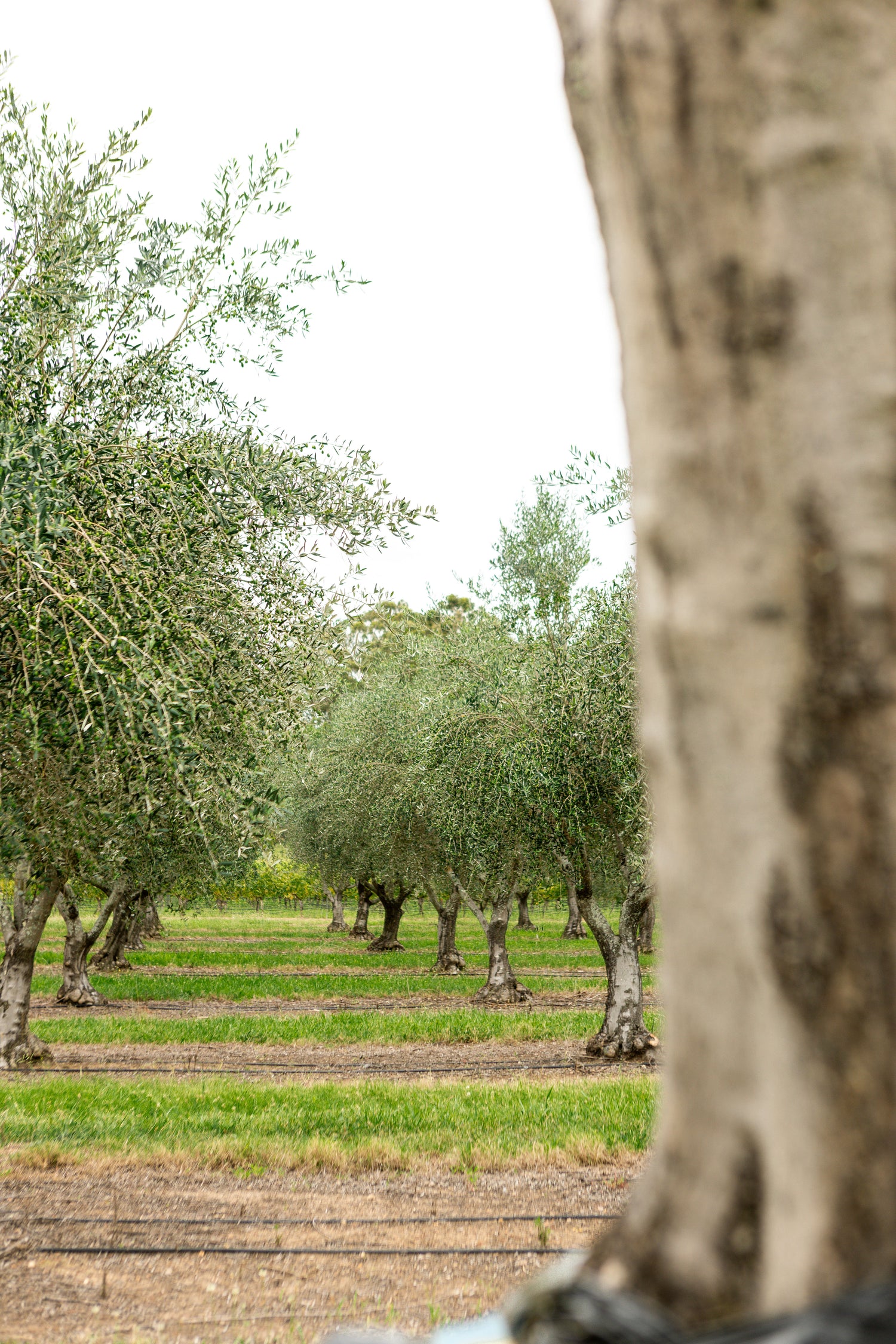 Olive trees in an orchard with a focus on one tree.