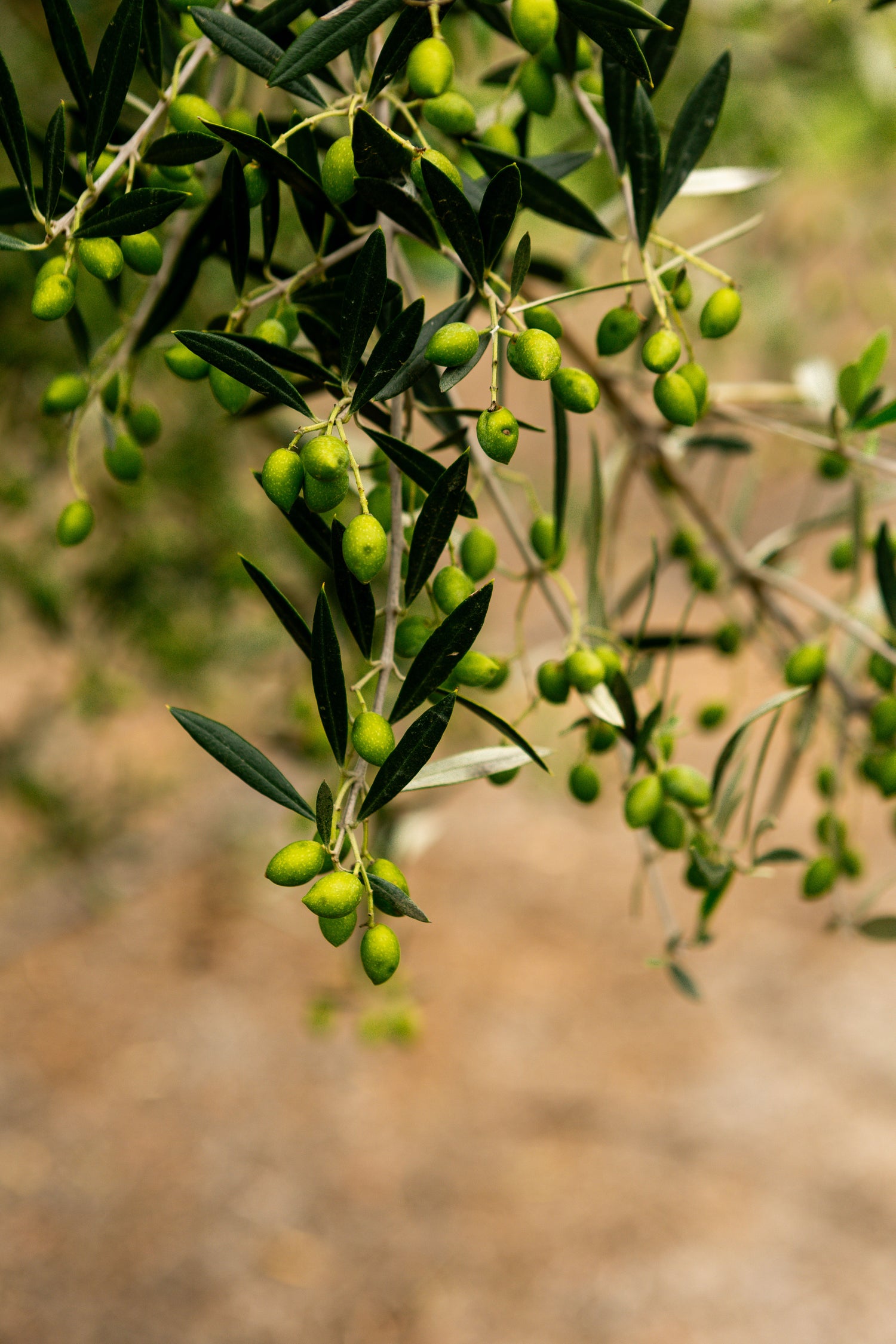 Close-up of green olives on an olive branch with a blurred natural background