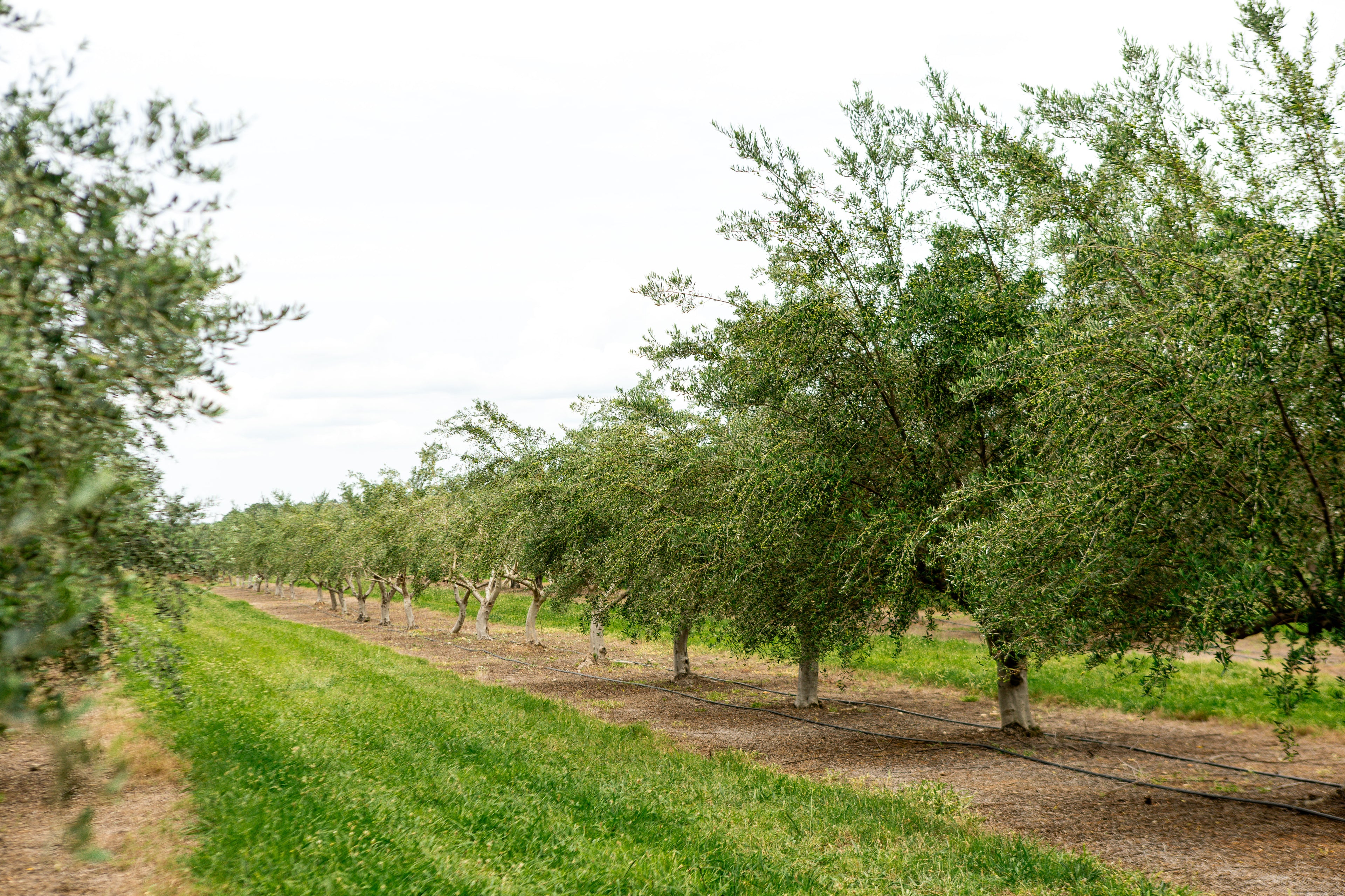 Row of olive trees in an grove with a clear sky